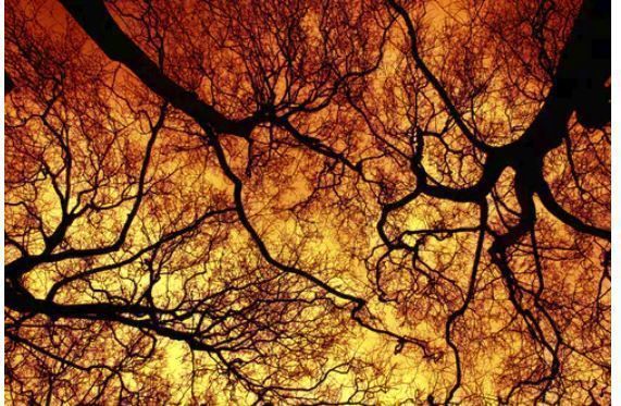 En el mes de febrero, un total de 144 incendios forestales.