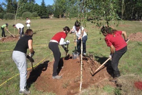 Prevención de inundaciones en el Besaya a través de la plantación de sauces en Pesquera