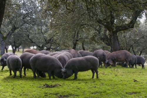 Escándalo en la DOP Dehesa de Extremadura