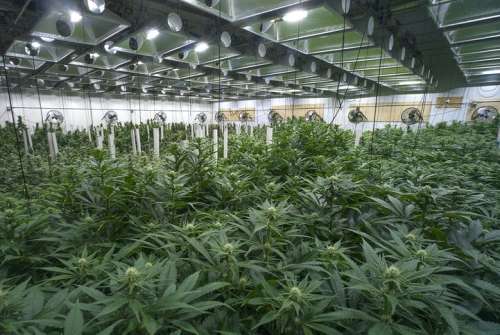 Policía Nacional desmantela dos sofisticadas plantaciones de marihuana