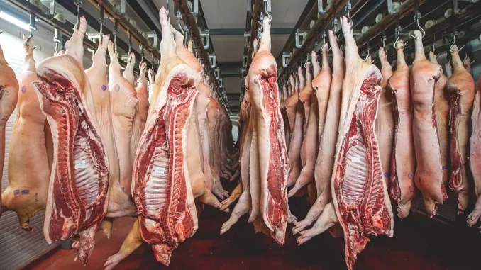 Fraude veterinario y falta de saneamiento Fraude veterinario y falta de saneamiento