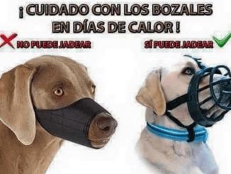 Cuidado con el bozal los dias de calor
