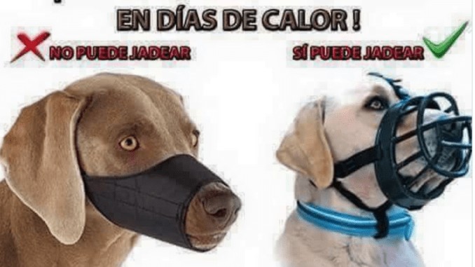Cuidado con el bozal los dias de calor