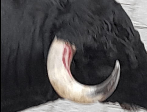 Soy aficionado a los toros