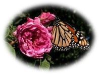 Poemas de…