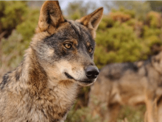 El lobo sigue matando indiscriminadamente ante la impotencia y desesperación de los ganadrros