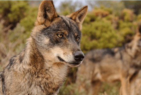 El lobo sigue matando indiscriminadamente ante la impotencia y desesperación de los ganadrros El lobo sigue matando indiscriminadamente ante la impotencia y desesperación de los ganadrros