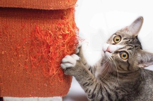 Claves para tener un hogar impecable con mascotas