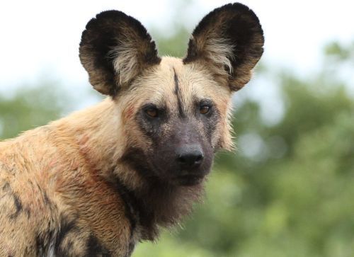 Licaones en el Parque de la Naturaleza de Cabárceno