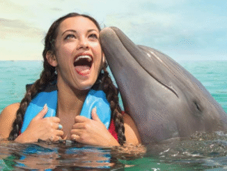 Descubre en un todo incluido en Isla Mujeres que los delfines son el mejor amigo del hombre