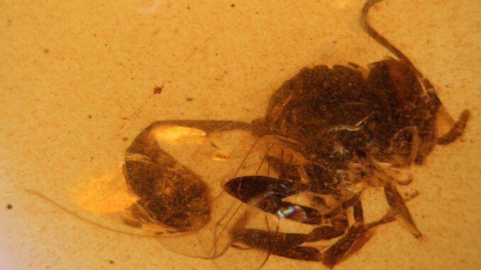 Descubren una nueva especie de avispa fósil en el ámbar de El Soplao Descubren una nueva especie de avispa fósil en el ámbar de El Soplao
