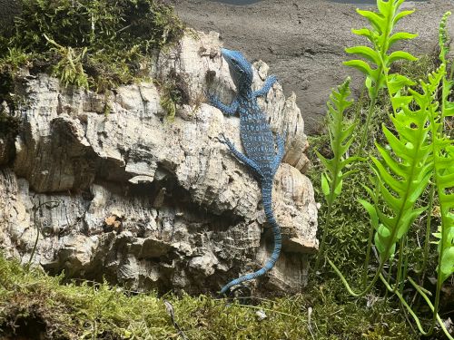 Tres varanos azules llegan a Cabárceno para reforzar su programa de conservación