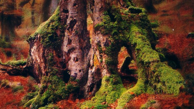 Las raices de Vicente Ansola