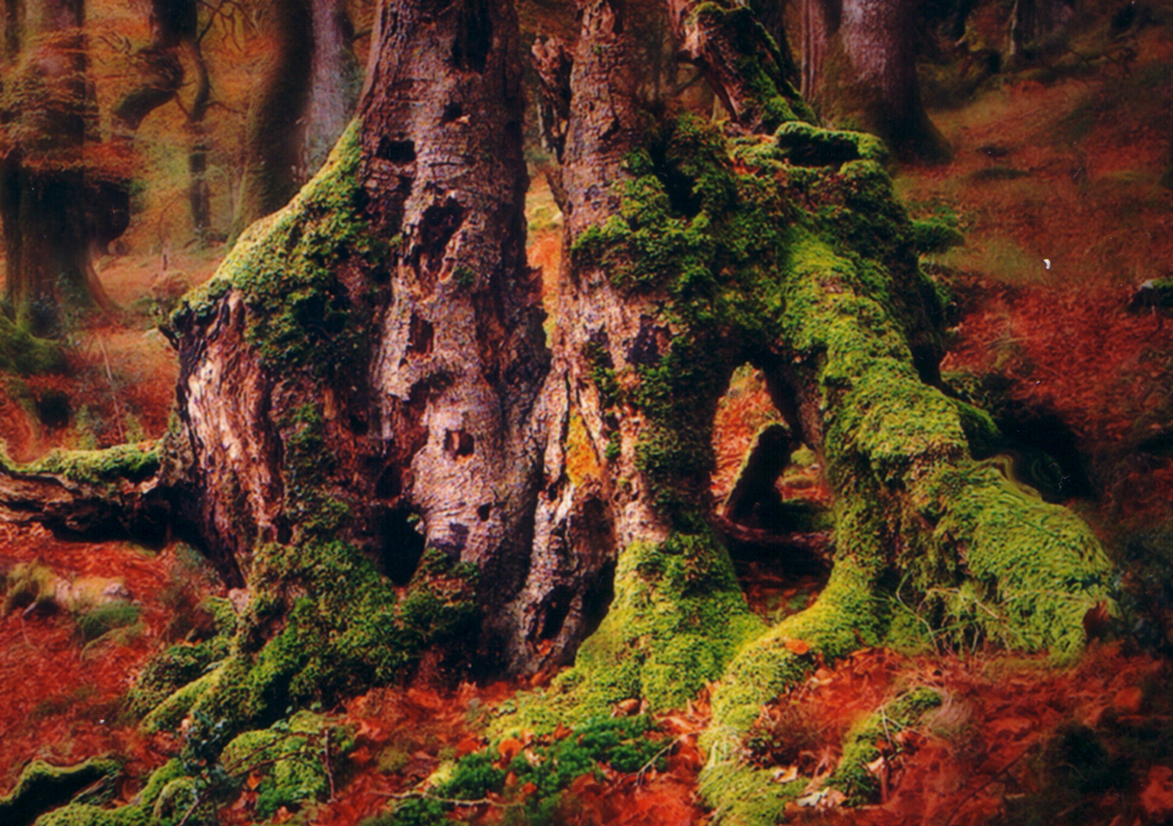 Las raices de Vicente Ansola