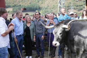 Subasta de ganado tudanco, en la Finca de Sotama, en Cillorigo de Liébana